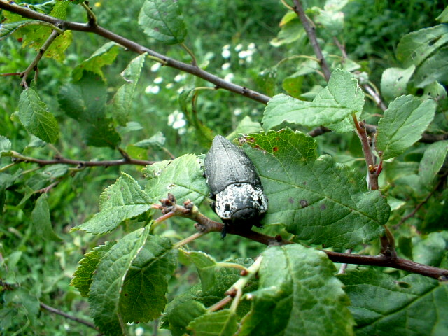 Buprestidae: Capnodis tenebrionis